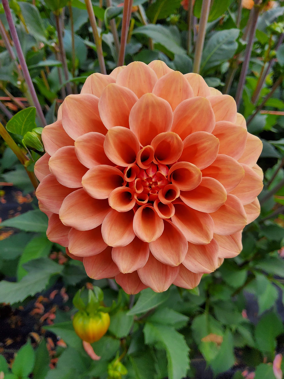 Thumbnail: Rose Tuscano