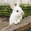 Thumbnail: Rabbits And Hamsters
