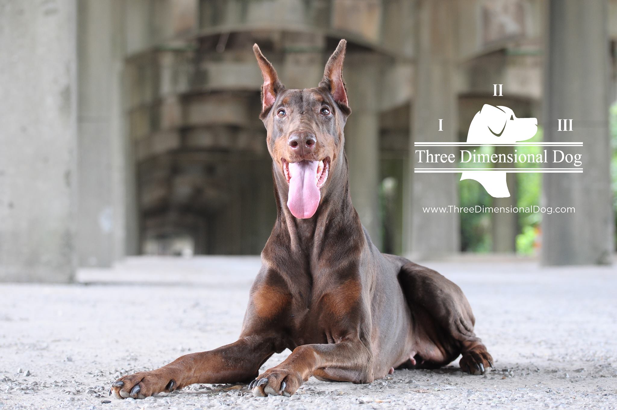 Dog Training Birmingham Alabama