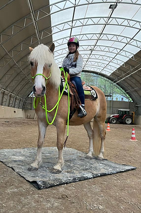 haflinger