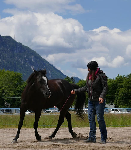 foto pferd roundpen