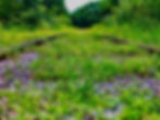 Overgrown train tracks vanishing into lush green foliage