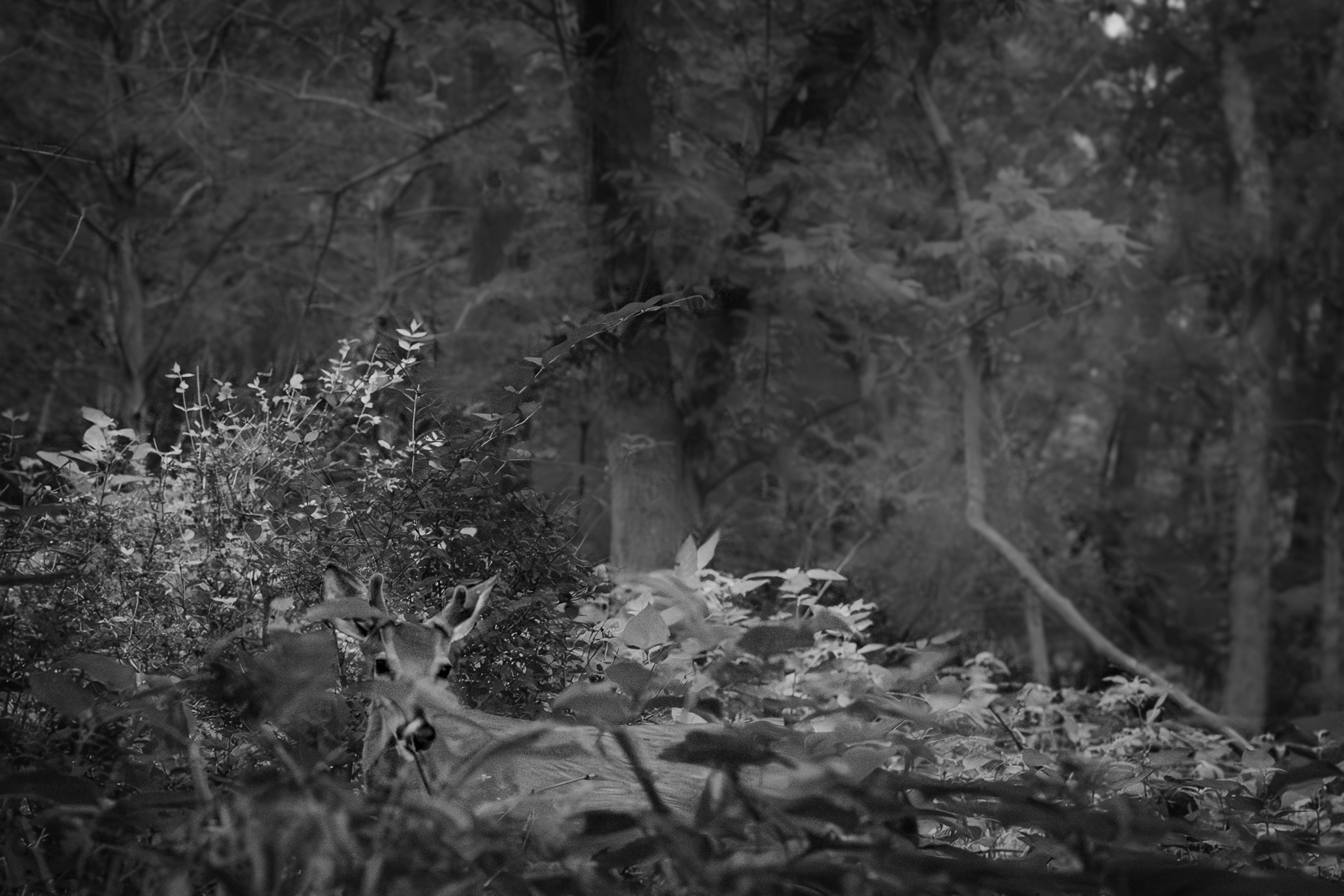 When the Forest Watches