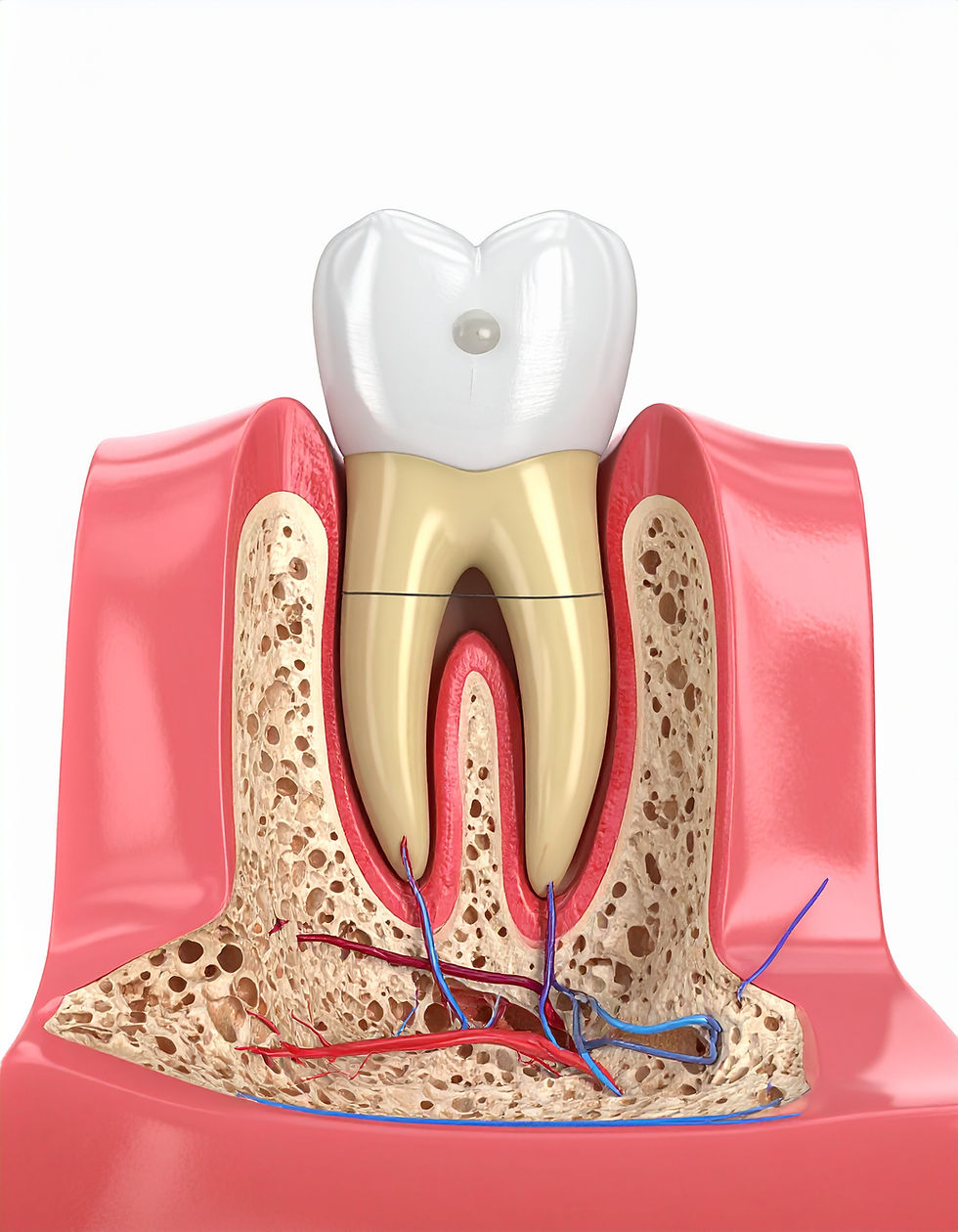 What to Do If Your Tooth Falls Out: A Dentist Explains the Right Way to Save It
