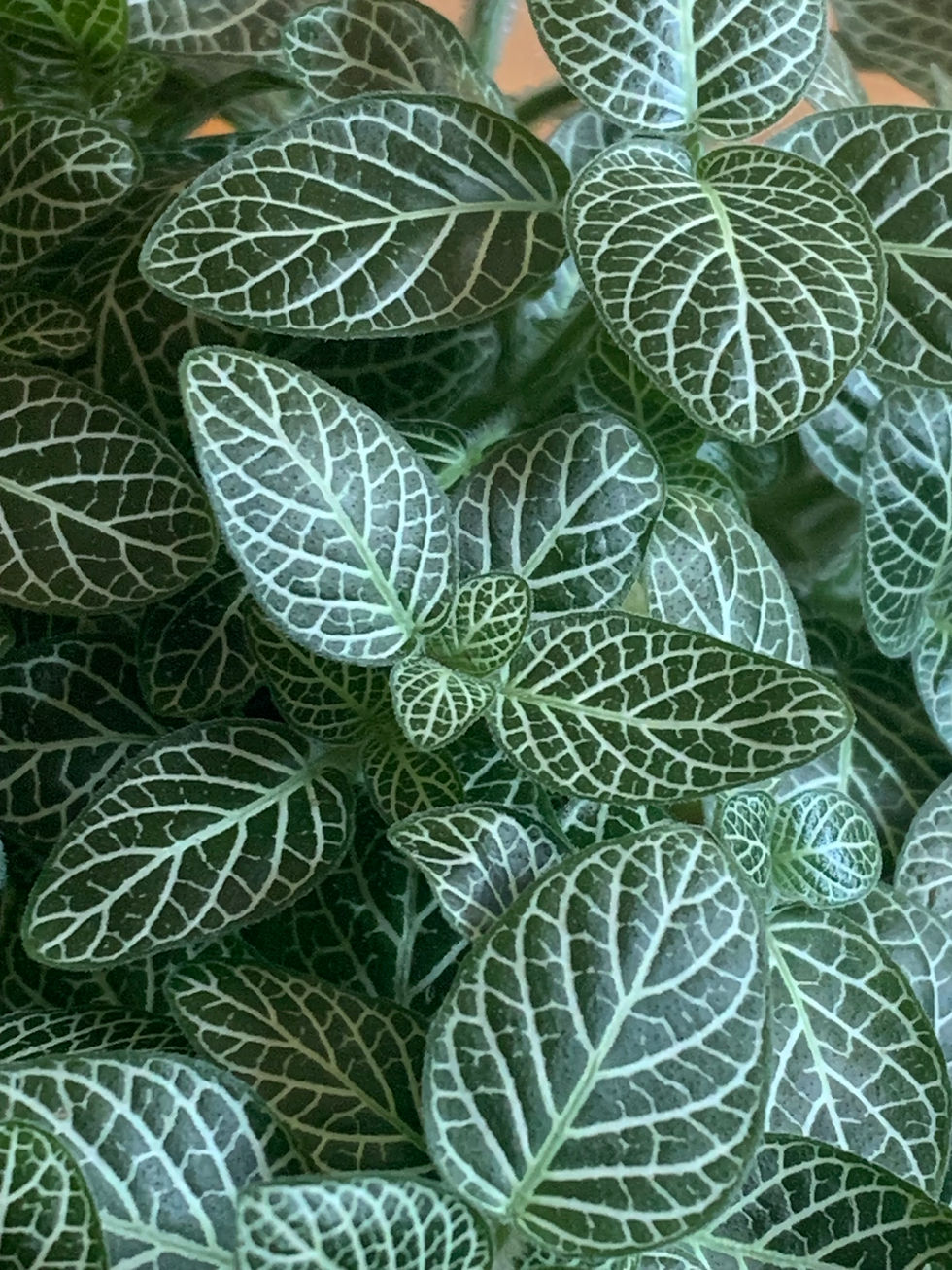 beautiful plant