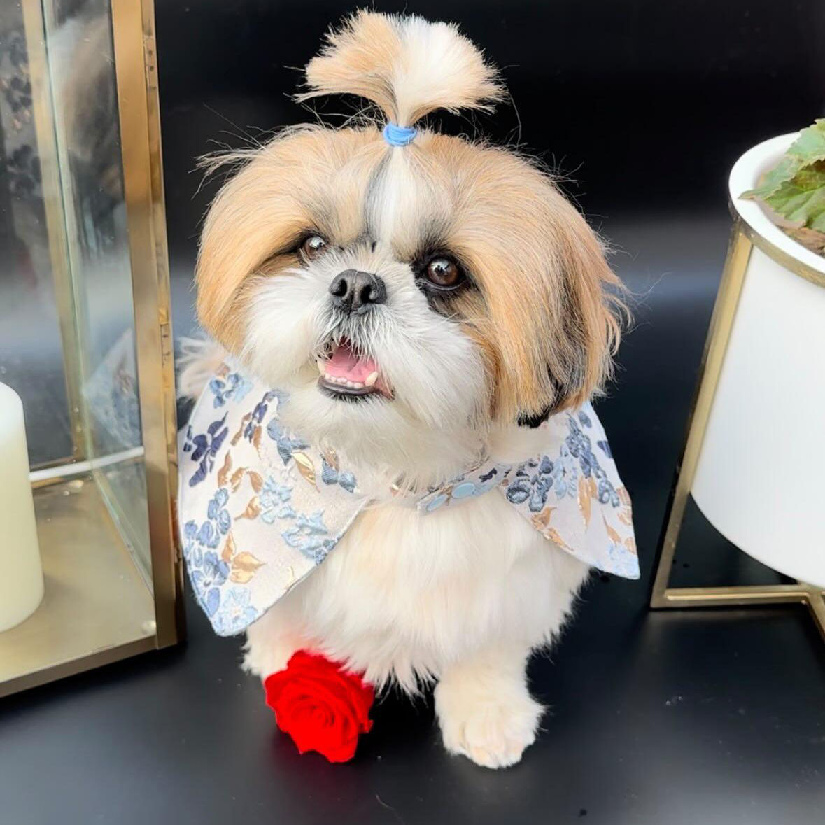 Cape à fleurs 3D pour chiens ou chats