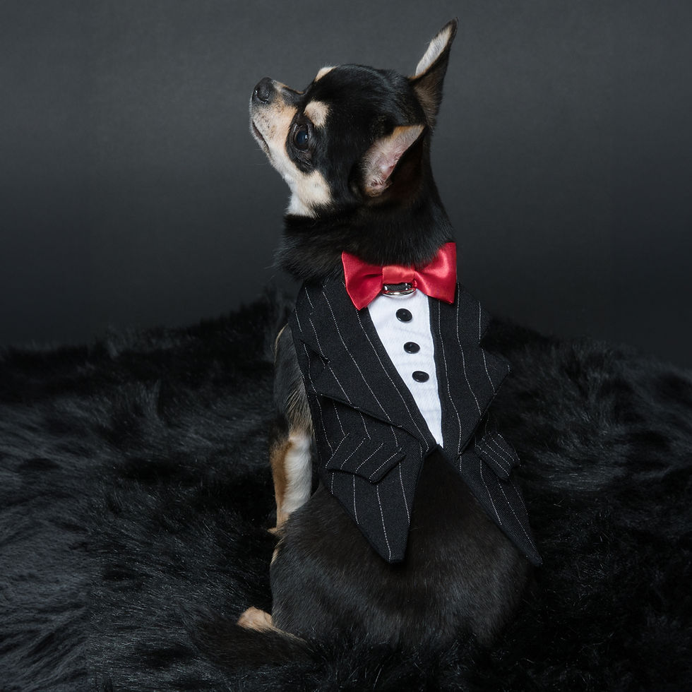 Thumbnail: Tuxedo Smoking Pinstripes for dogs or cats 