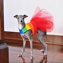 Tika the iggy dans sa toute première robe à vie: la robe Arc-en-ciel Pride rainbow dress