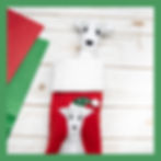 jouet en forme de lévrier italien dans un bas de Noel avec un lévrier italien sur le dessus