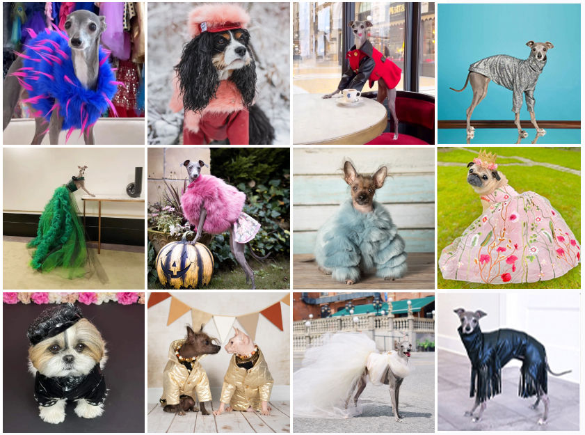 Fashion Week Style for Your Four-Legged Companion!