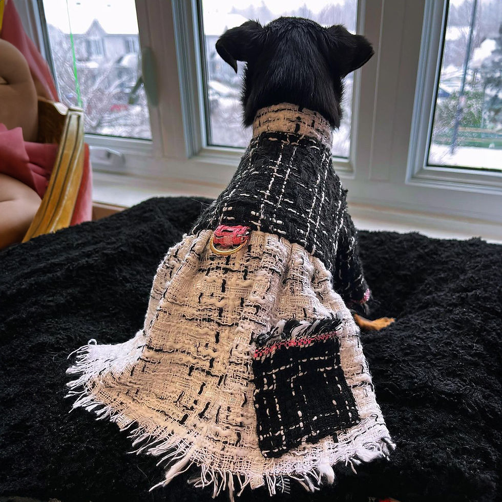 Miniature : Robe jacket en tweed pour chiens