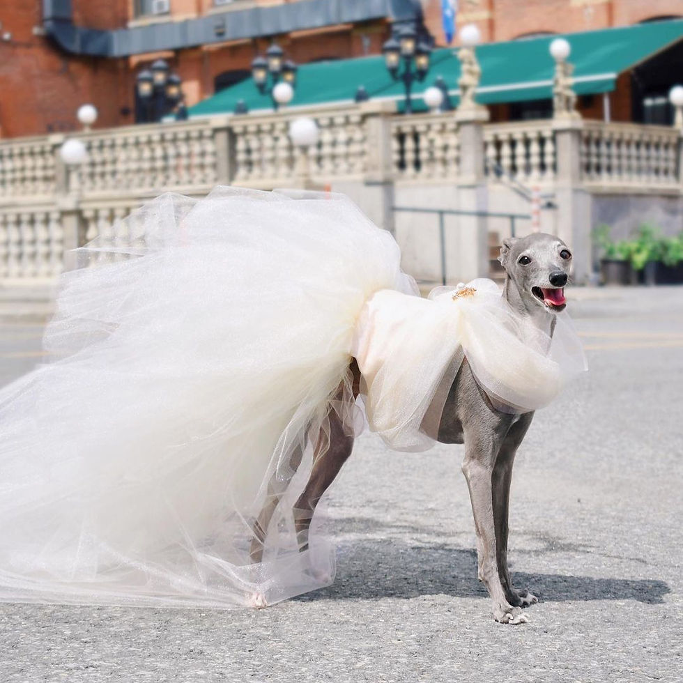 Miniature : Robe Maxi Tulle Ivoire (ou autre couleur) pour chiens ou chats