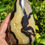 Thumbnail: Septarian Free Form 