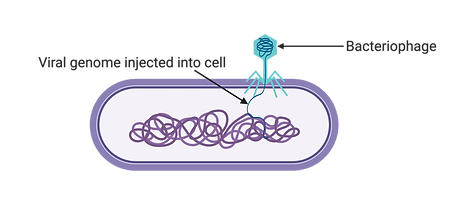 Transduction (1).png