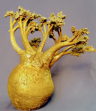 Baobab Digitata.jpeg