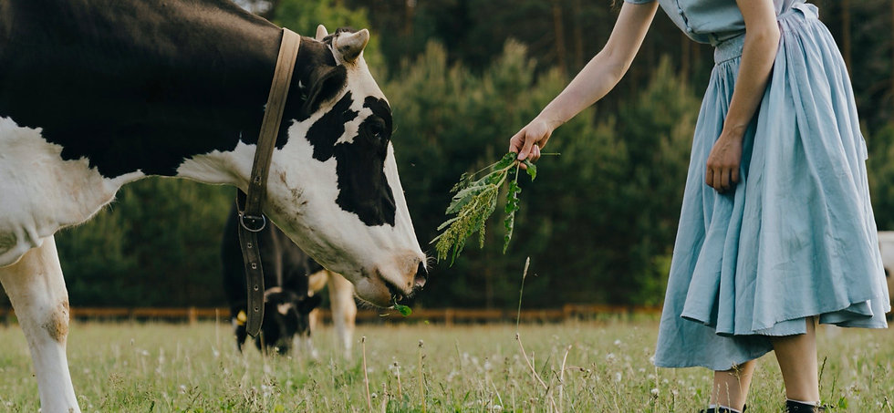 cow.001.jpeg