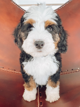 Tri colored standard bernedoodle puppy