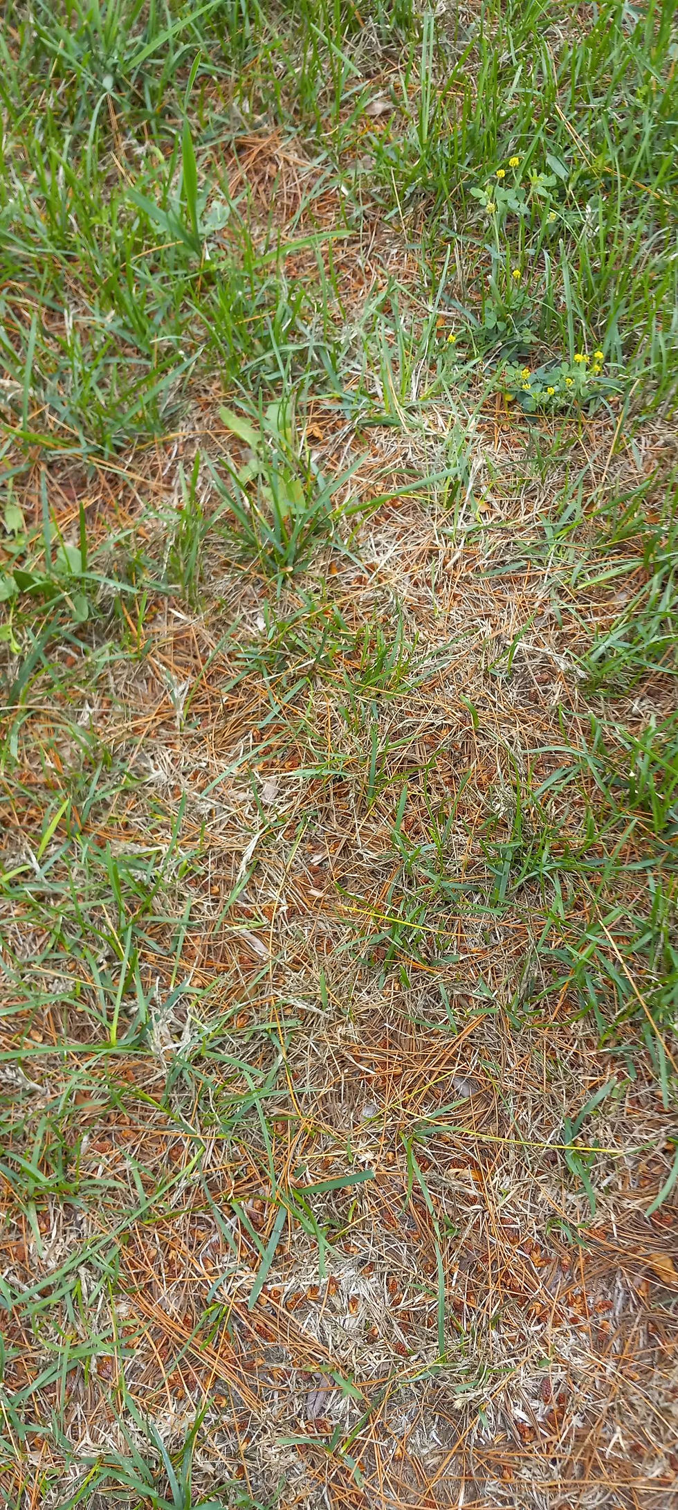 Close-up of grass with scattered pine needles and small yellow flowers, showing a mix of green and brown hues. Natural outdoor scene.