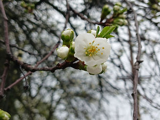 Rainy Day Flower.jpg