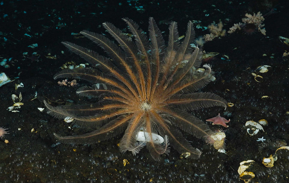 Antarctic Marine Life - part 2