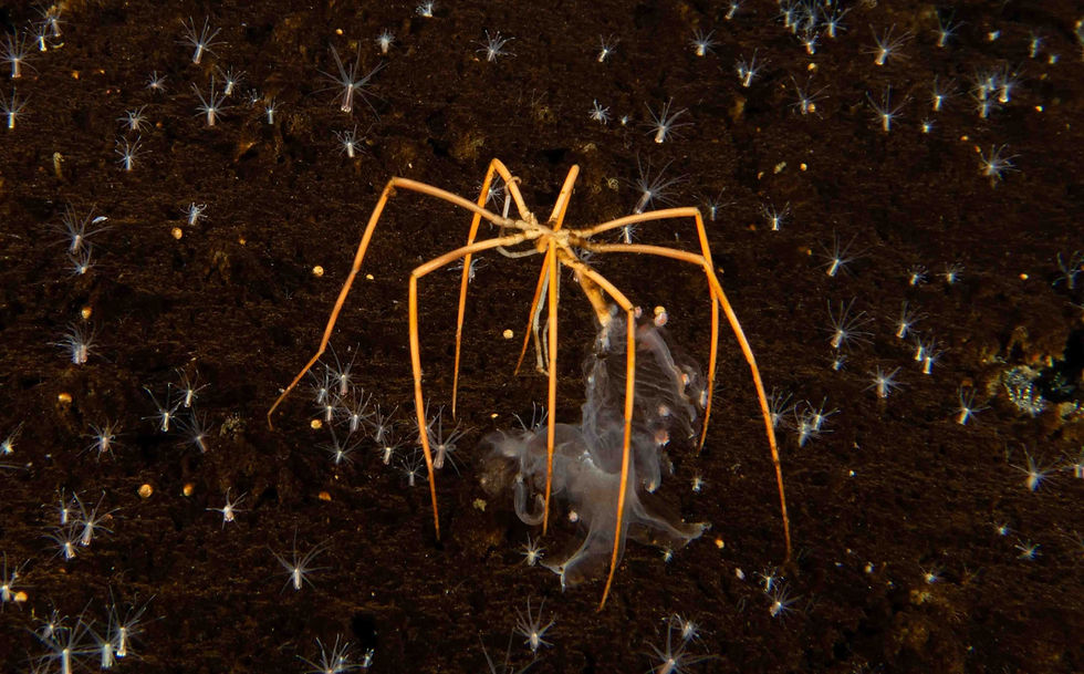 Antarctic Marine Life - Part 1