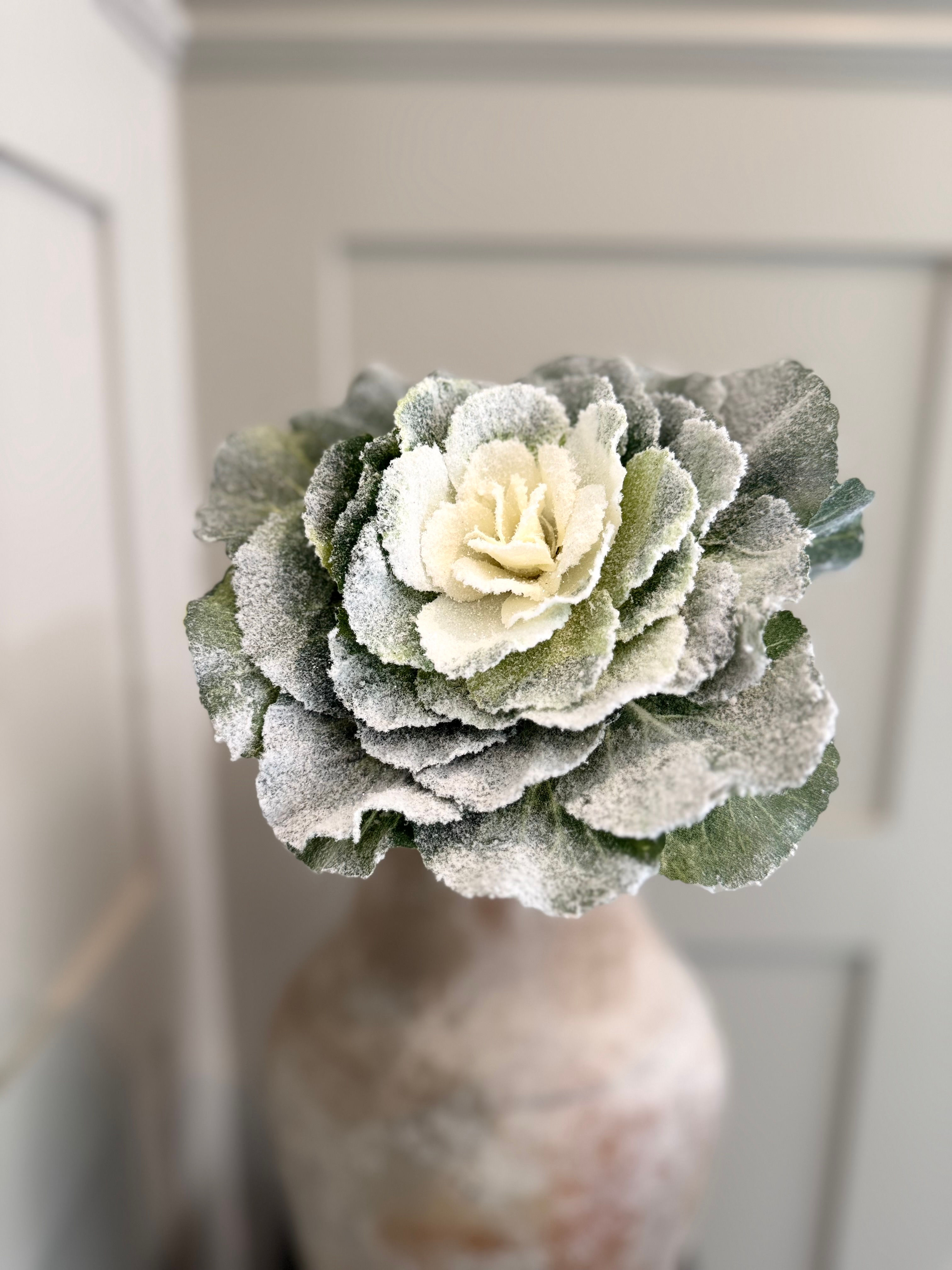 Snowy Cabbage Stem