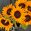 Miniatura: Słonecznik