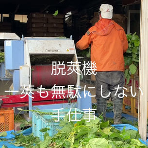 黒ムラサキ 脱莢機