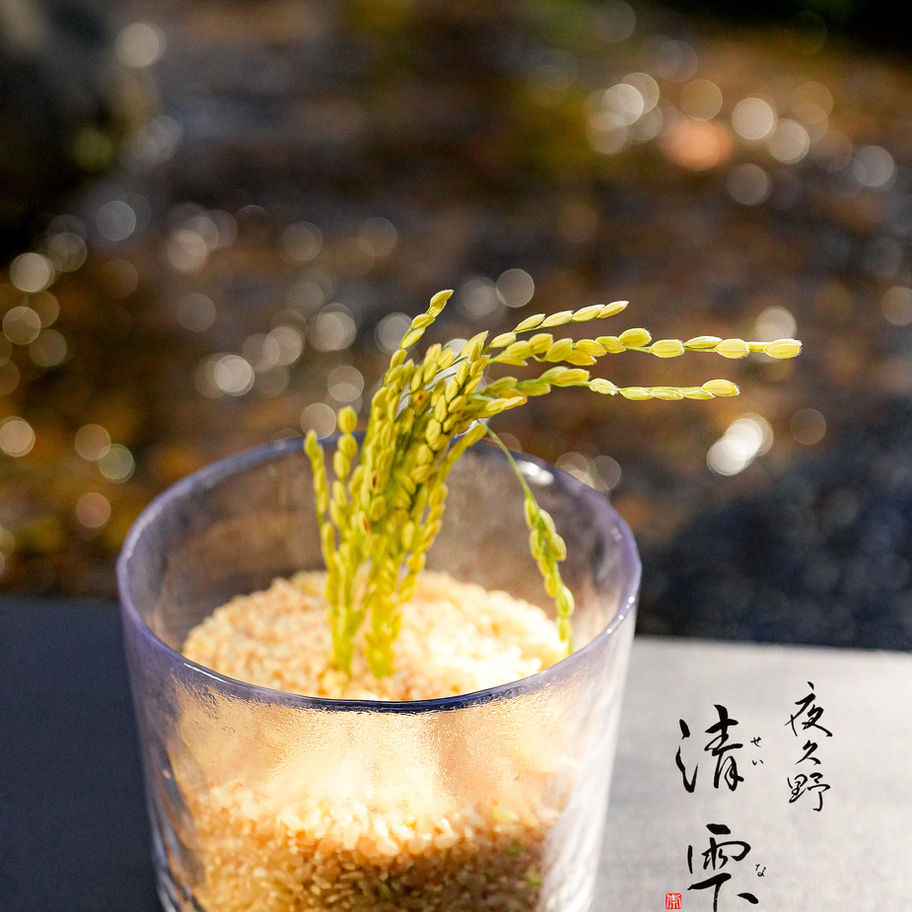 京都　夜久野　清雫　コシヒカリ　美味しいお米