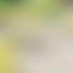 田植え体験　夜久野清雫　清雫　夜久野