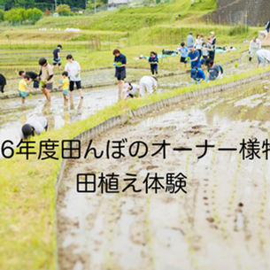 田植え体験　夜久野清雫　清雫　夜久野