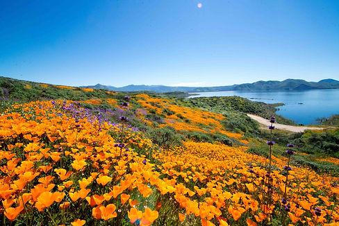 Super-Bloom-Generic-scaled.jpg