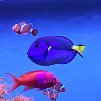 monterey bay.jpg