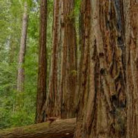 bigbasin.jpeg