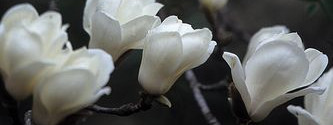 5c554476f5a58662eca84736d682b566.jpg