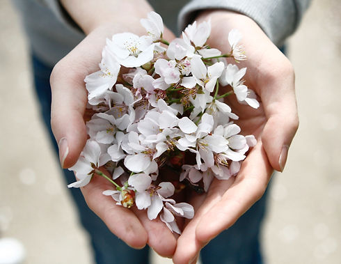 cherry blossoms_edited.jpg