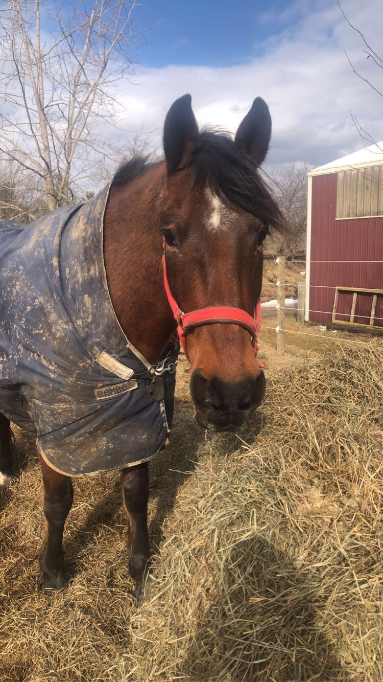 Moose March 2020