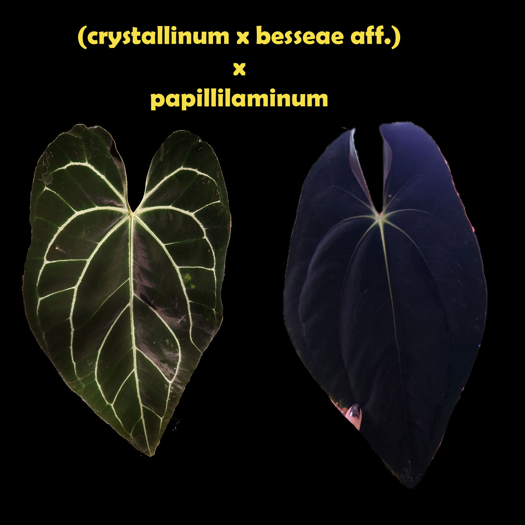 Anthurium (crystallinum x besseae aff.) '2' x papillilaminum 