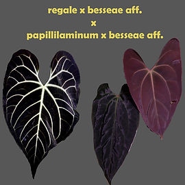 Anthuriums | Leliplanty