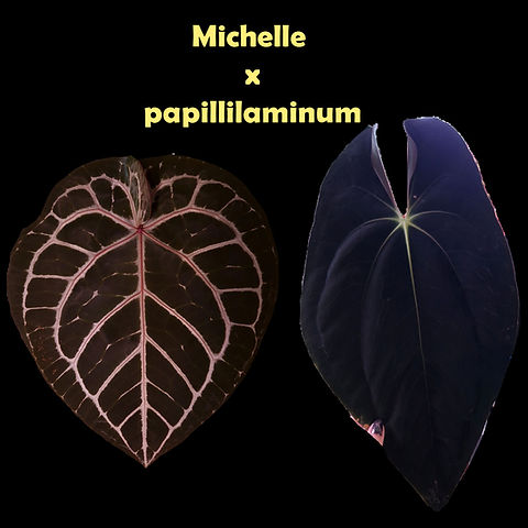 Anthurium Michelle x papillilaminum | Leliplanty