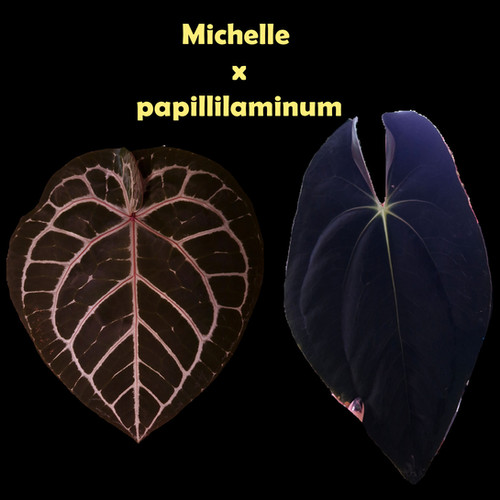 その他観葉植物 NPG: Anthurium papillaminum x Michelle Anthurium Michelle x papillilaminum | Leliplanty