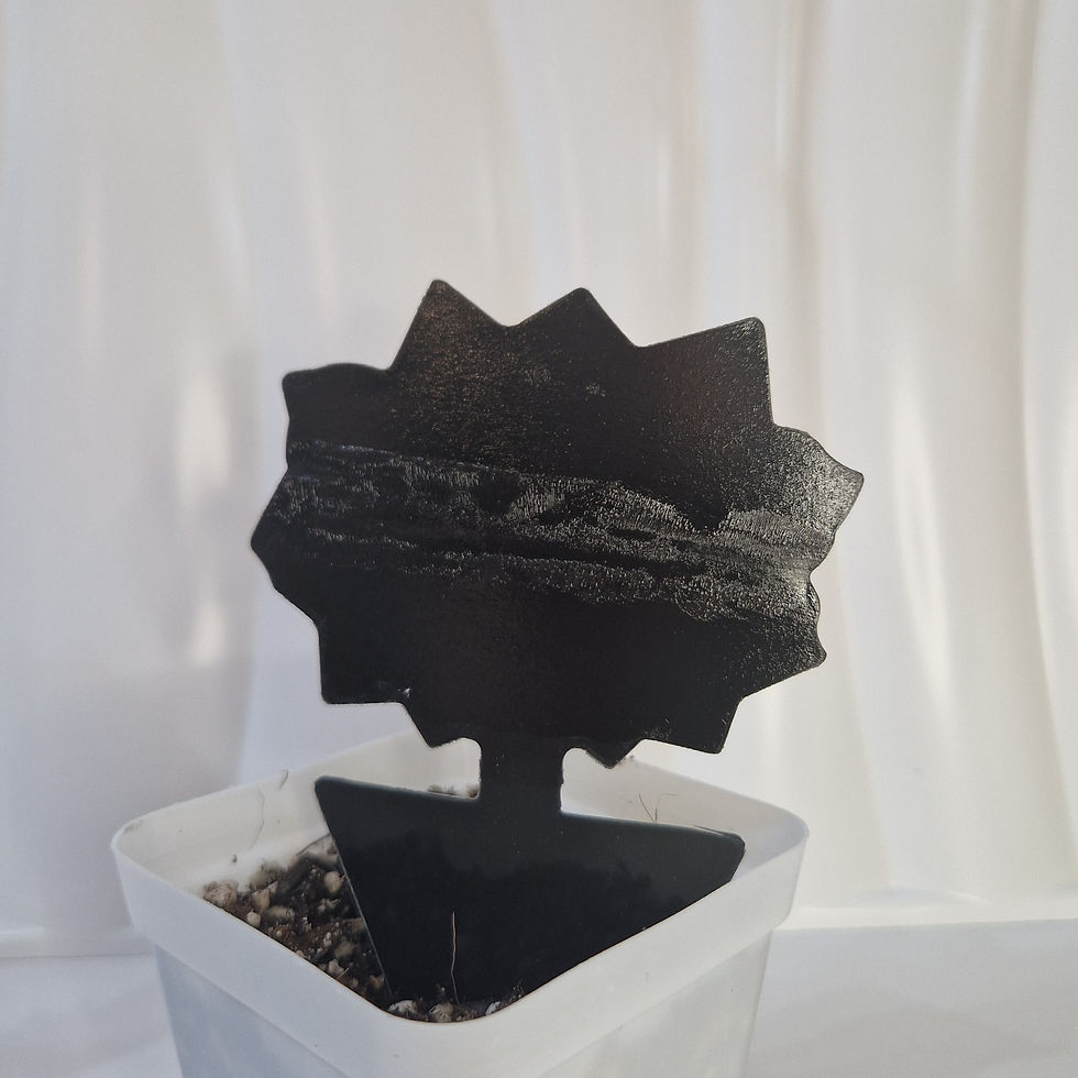 Miniature : Pièges collants noirs x10