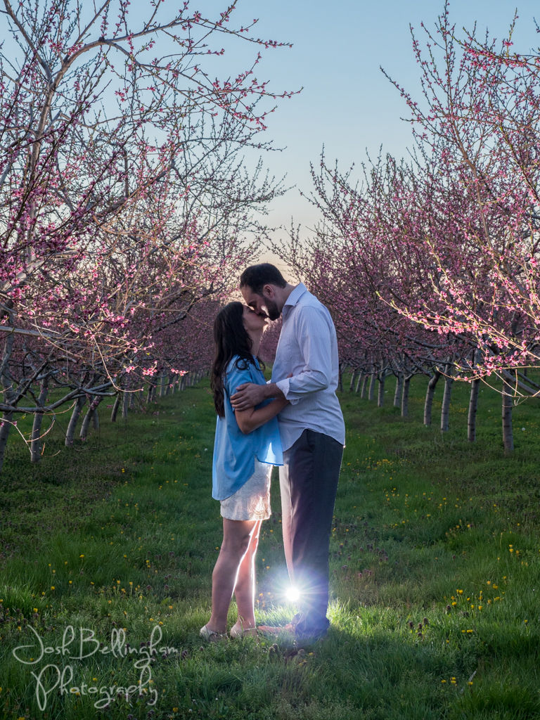 Niagara Orchard Engagement Photos