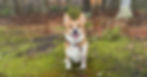 dog image.jpg