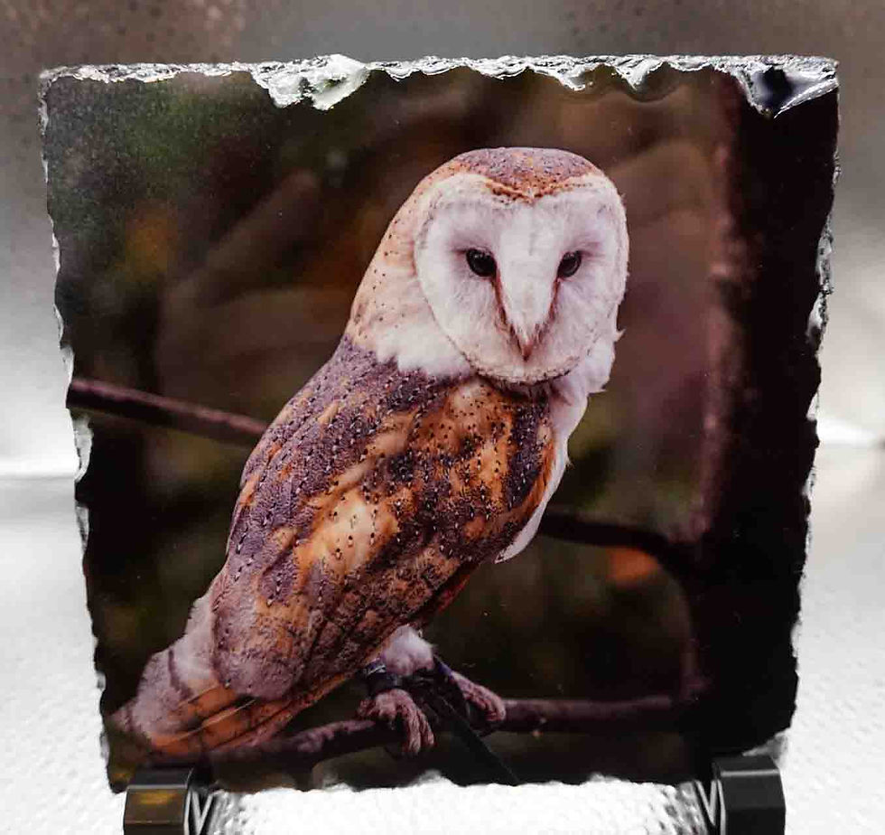 Small Square Photo Slate - Barn Owl