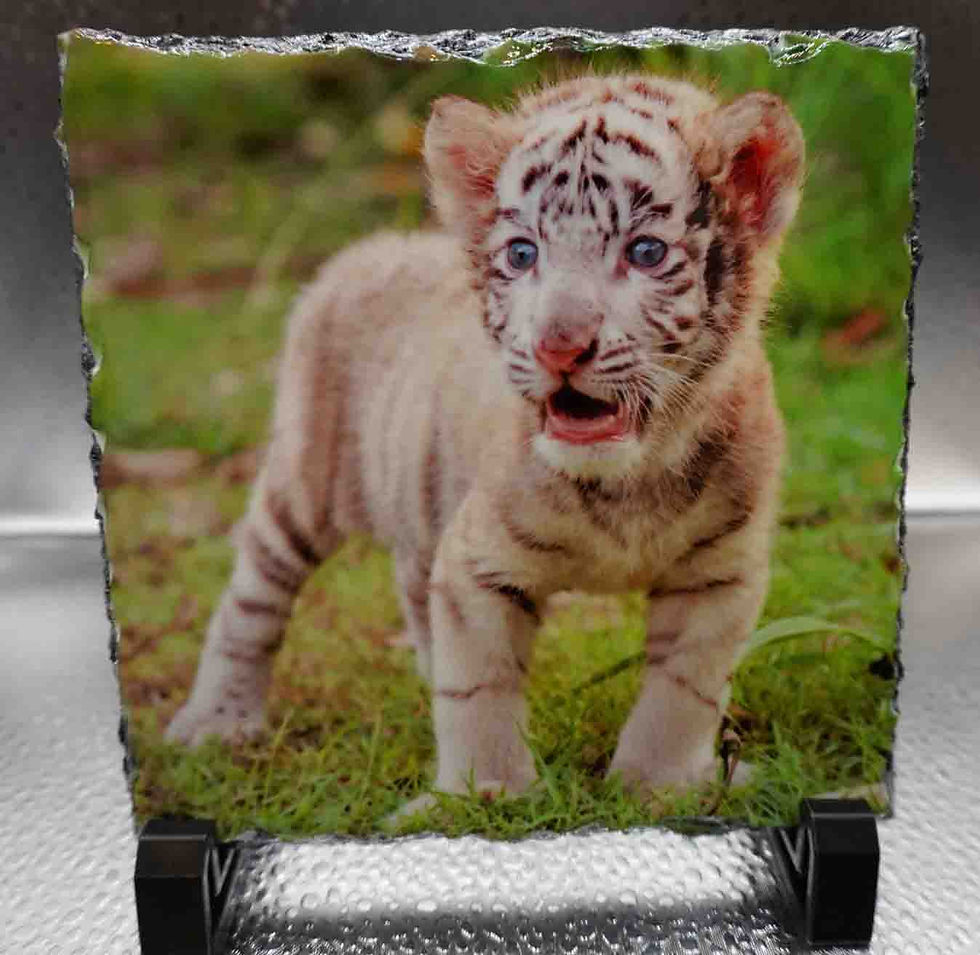 Small Square Photo Slate - Tiger Cub