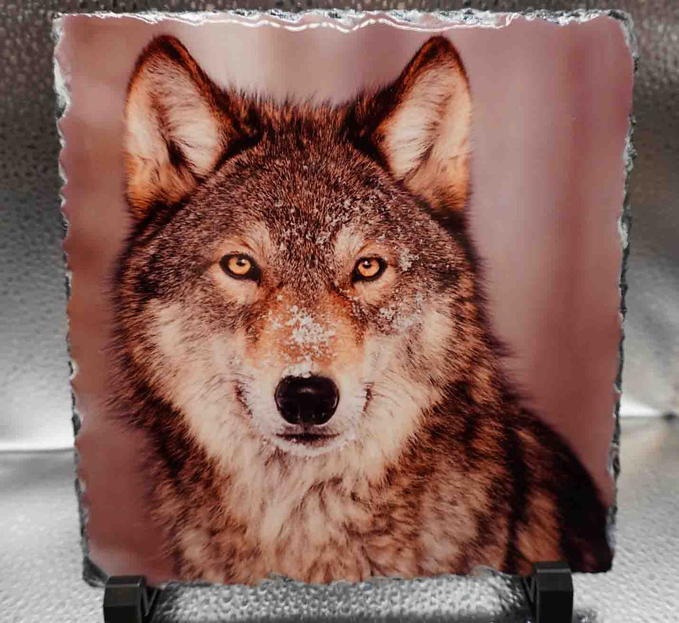 Large Square Photo Slate - Wolf