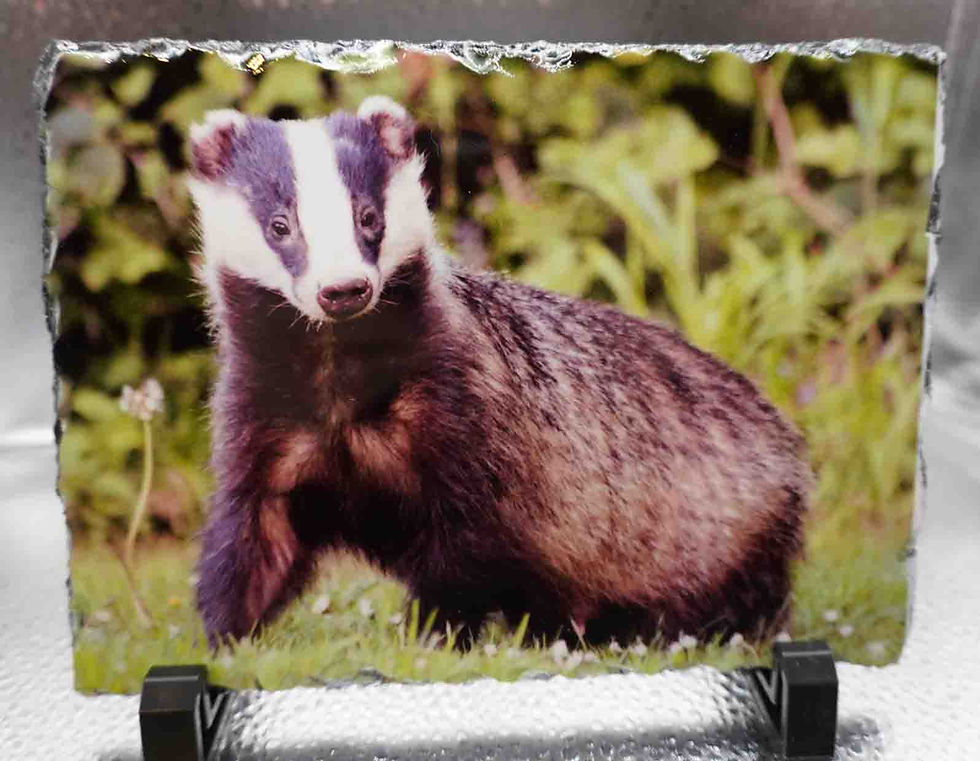Rectangular Photo Slate - Badger