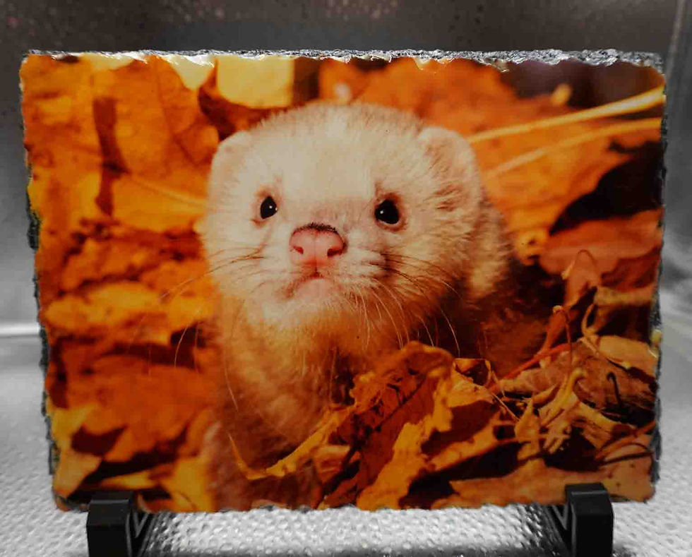 Rectangular Photo Slate - Ferret