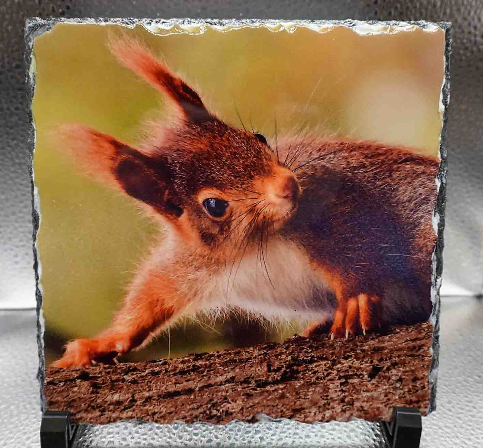 Large Square Photo Slate - Red Squirrel